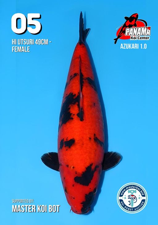 Lelang Koi Online, Jual Beli Ikan Koi, Pusat Jual Beli Koi, Info Lelang Koi Hari Ini, Platform Jual Beli Koi, Jual Beli Ikan Koi Online, Marketplace Ikan Koi, Jual Koi Terbaik, Tempat Beli Koi Berkualitas, Pasar Ikan Koi Online Terpercaya, Penjual Ikan Koi Terpercaya, Beli Koi Hias Online, Ikan Koi untuk Dijual, Koi Kualitas Terbaik, Toko Online Ikan Koi, Koi Hias Untuk Dijual, Jual Beli Ikan Koi Lokal, Koi Indonesia Online, Pusat Jual Beli Koi Terbesar