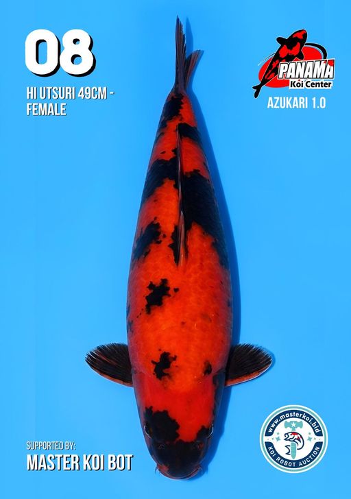 Lelang Koi Online, Jual Beli Ikan Koi, Pusat Jual Beli Koi, Info Lelang Koi Hari Ini, Platform Jual Beli Koi, Jual Beli Ikan Koi Online, Marketplace Ikan Koi, Jual Koi Terbaik, Tempat Beli Koi Berkualitas, Pasar Ikan Koi Online Terpercaya, Penjual Ikan Koi Terpercaya, Beli Koi Hias Online, Ikan Koi untuk Dijual, Koi Kualitas Terbaik, Toko Online Ikan Koi, Koi Hias Untuk Dijual, Jual Beli Ikan Koi Lokal, Koi Indonesia Online, Pusat Jual Beli Koi Terbesar