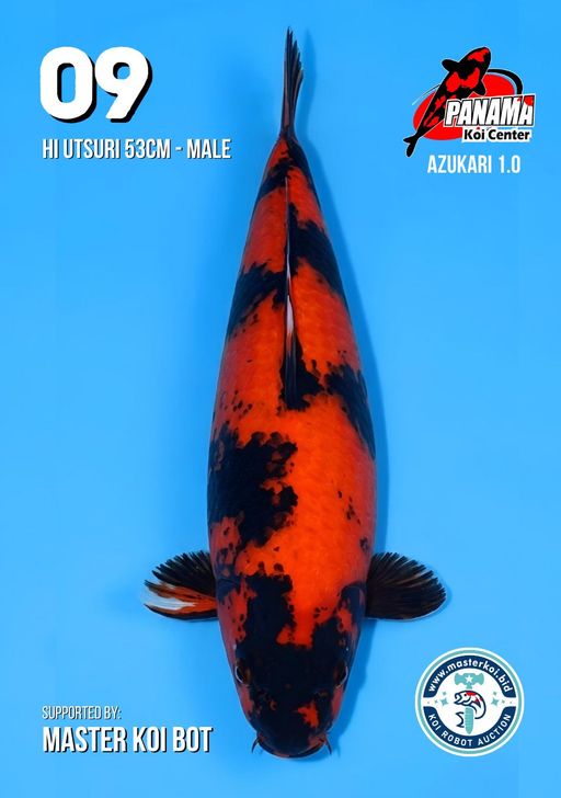Lelang Koi Online, Jual Beli Ikan Koi, Pusat Jual Beli Koi, Info Lelang Koi Hari Ini, Platform Jual Beli Koi, Jual Beli Ikan Koi Online, Marketplace Ikan Koi, Jual Koi Terbaik, Tempat Beli Koi Berkualitas, Pasar Ikan Koi Online Terpercaya, Penjual Ikan Koi Terpercaya, Beli Koi Hias Online, Ikan Koi untuk Dijual, Koi Kualitas Terbaik, Toko Online Ikan Koi, Koi Hias Untuk Dijual, Jual Beli Ikan Koi Lokal, Koi Indonesia Online, Pusat Jual Beli Koi Terbesar