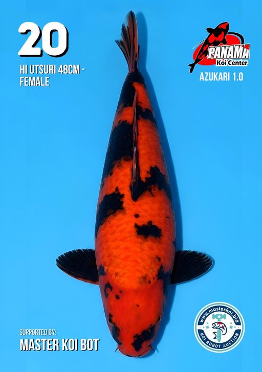 Lelang Koi Online, Jual Beli Ikan Koi, Pusat Jual Beli Koi, Info Lelang Koi Hari Ini, Platform Jual Beli Koi, Jual Beli Ikan Koi Online, Marketplace Ikan Koi, Jual Koi Terbaik, Tempat Beli Koi Berkualitas, Pasar Ikan Koi Online Terpercaya, Penjual Ikan Koi Terpercaya, Beli Koi Hias Online, Ikan Koi untuk Dijual, Koi Kualitas Terbaik, Toko Online Ikan Koi, Koi Hias Untuk Dijual, Jual Beli Ikan Koi Lokal, Koi Indonesia Online, Pusat Jual Beli Koi Terbesar