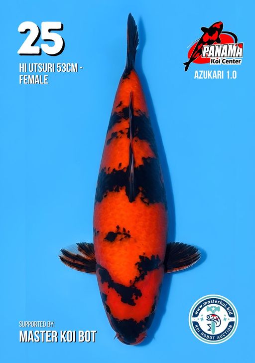 Lelang Koi Online, Jual Beli Ikan Koi, Pusat Jual Beli Koi, Info Lelang Koi Hari Ini, Platform Jual Beli Koi, Jual Beli Ikan Koi Online, Marketplace Ikan Koi, Jual Koi Terbaik, Tempat Beli Koi Berkualitas, Pasar Ikan Koi Online Terpercaya, Penjual Ikan Koi Terpercaya, Beli Koi Hias Online, Ikan Koi untuk Dijual, Koi Kualitas Terbaik, Toko Online Ikan Koi, Koi Hias Untuk Dijual, Jual Beli Ikan Koi Lokal, Koi Indonesia Online, Pusat Jual Beli Koi Terbesar