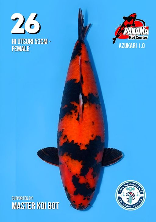 Lelang Koi Online, Jual Beli Ikan Koi, Pusat Jual Beli Koi, Info Lelang Koi Hari Ini, Platform Jual Beli Koi, Jual Beli Ikan Koi Online, Marketplace Ikan Koi, Jual Koi Terbaik, Tempat Beli Koi Berkualitas, Pasar Ikan Koi Online Terpercaya, Penjual Ikan Koi Terpercaya, Beli Koi Hias Online, Ikan Koi untuk Dijual, Koi Kualitas Terbaik, Toko Online Ikan Koi, Koi Hias Untuk Dijual, Jual Beli Ikan Koi Lokal, Koi Indonesia Online, Pusat Jual Beli Koi Terbesar