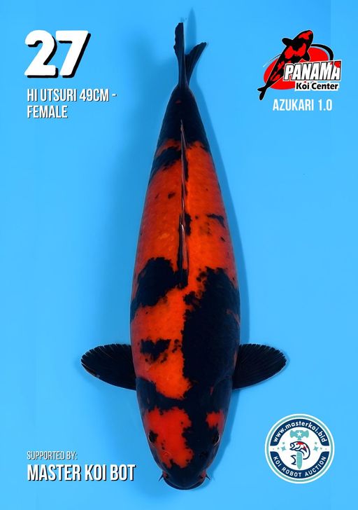 Lelang Koi Online, Jual Beli Ikan Koi, Pusat Jual Beli Koi, Info Lelang Koi Hari Ini, Platform Jual Beli Koi, Jual Beli Ikan Koi Online, Marketplace Ikan Koi, Jual Koi Terbaik, Tempat Beli Koi Berkualitas, Pasar Ikan Koi Online Terpercaya, Penjual Ikan Koi Terpercaya, Beli Koi Hias Online, Ikan Koi untuk Dijual, Koi Kualitas Terbaik, Toko Online Ikan Koi, Koi Hias Untuk Dijual, Jual Beli Ikan Koi Lokal, Koi Indonesia Online, Pusat Jual Beli Koi Terbesar