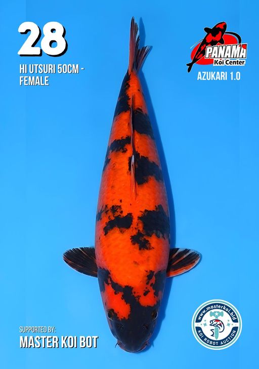 Lelang Koi Online, Jual Beli Ikan Koi, Pusat Jual Beli Koi, Info Lelang Koi Hari Ini, Platform Jual Beli Koi, Jual Beli Ikan Koi Online, Marketplace Ikan Koi, Jual Koi Terbaik, Tempat Beli Koi Berkualitas, Pasar Ikan Koi Online Terpercaya, Penjual Ikan Koi Terpercaya, Beli Koi Hias Online, Ikan Koi untuk Dijual, Koi Kualitas Terbaik, Toko Online Ikan Koi, Koi Hias Untuk Dijual, Jual Beli Ikan Koi Lokal, Koi Indonesia Online, Pusat Jual Beli Koi Terbesar
