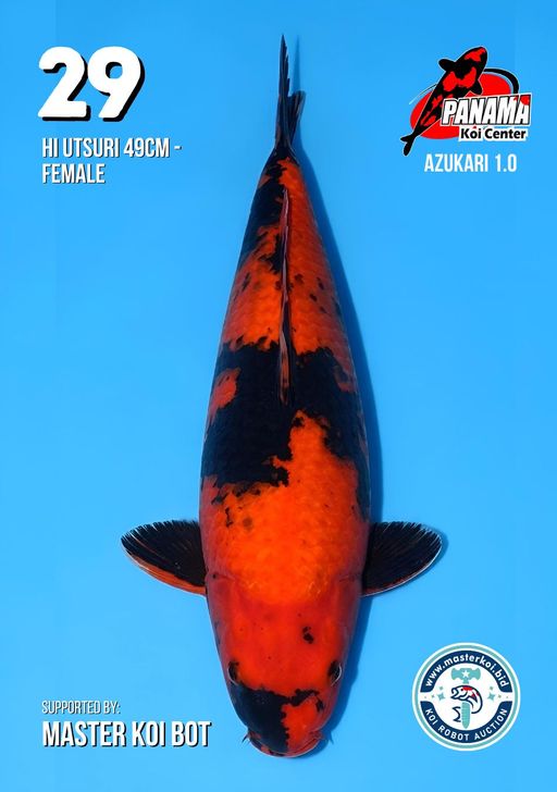 Lelang Koi Online, Jual Beli Ikan Koi, Pusat Jual Beli Koi, Info Lelang Koi Hari Ini, Platform Jual Beli Koi, Jual Beli Ikan Koi Online, Marketplace Ikan Koi, Jual Koi Terbaik, Tempat Beli Koi Berkualitas, Pasar Ikan Koi Online Terpercaya, Penjual Ikan Koi Terpercaya, Beli Koi Hias Online, Ikan Koi untuk Dijual, Koi Kualitas Terbaik, Toko Online Ikan Koi, Koi Hias Untuk Dijual, Jual Beli Ikan Koi Lokal, Koi Indonesia Online, Pusat Jual Beli Koi Terbesar