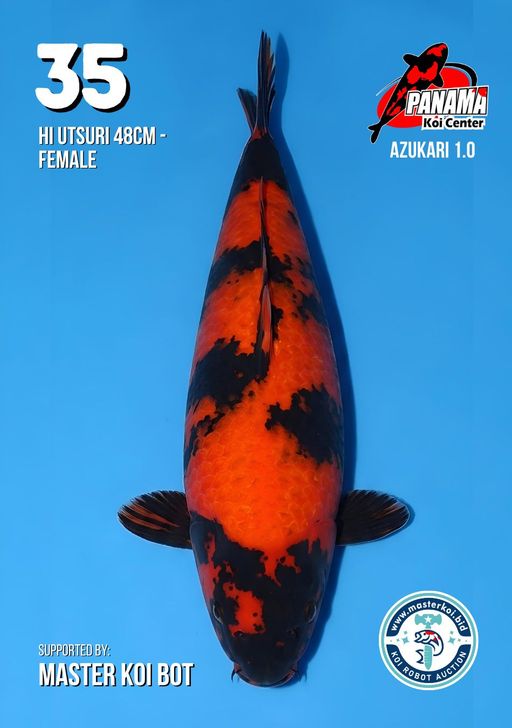 Lelang Koi Online, Jual Beli Ikan Koi, Pusat Jual Beli Koi, Info Lelang Koi Hari Ini, Platform Jual Beli Koi, Jual Beli Ikan Koi Online, Marketplace Ikan Koi, Jual Koi Terbaik, Tempat Beli Koi Berkualitas, Pasar Ikan Koi Online Terpercaya, Penjual Ikan Koi Terpercaya, Beli Koi Hias Online, Ikan Koi untuk Dijual, Koi Kualitas Terbaik, Toko Online Ikan Koi, Koi Hias Untuk Dijual, Jual Beli Ikan Koi Lokal, Koi Indonesia Online, Pusat Jual Beli Koi Terbesar