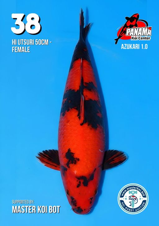Lelang Koi Online, Jual Beli Ikan Koi, Pusat Jual Beli Koi, Info Lelang Koi Hari Ini, Platform Jual Beli Koi, Jual Beli Ikan Koi Online, Marketplace Ikan Koi, Jual Koi Terbaik, Tempat Beli Koi Berkualitas, Pasar Ikan Koi Online Terpercaya, Penjual Ikan Koi Terpercaya, Beli Koi Hias Online, Ikan Koi untuk Dijual, Koi Kualitas Terbaik, Toko Online Ikan Koi, Koi Hias Untuk Dijual, Jual Beli Ikan Koi Lokal, Koi Indonesia Online, Pusat Jual Beli Koi Terbesar