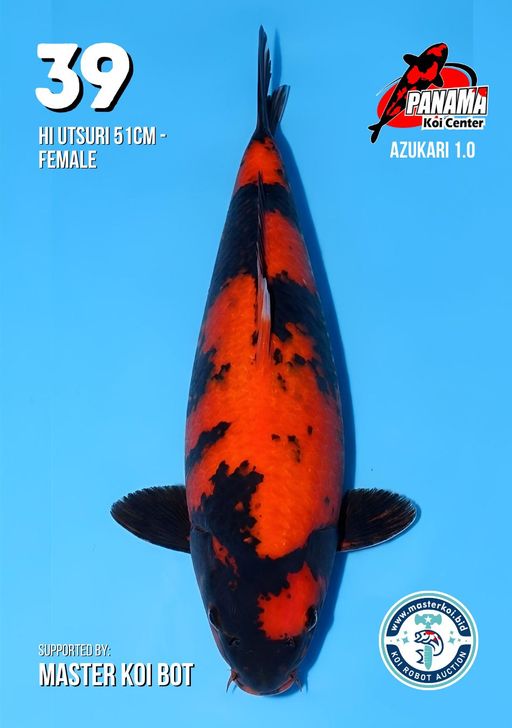Lelang Koi Online, Jual Beli Ikan Koi, Pusat Jual Beli Koi, Info Lelang Koi Hari Ini, Platform Jual Beli Koi, Jual Beli Ikan Koi Online, Marketplace Ikan Koi, Jual Koi Terbaik, Tempat Beli Koi Berkualitas, Pasar Ikan Koi Online Terpercaya, Penjual Ikan Koi Terpercaya, Beli Koi Hias Online, Ikan Koi untuk Dijual, Koi Kualitas Terbaik, Toko Online Ikan Koi, Koi Hias Untuk Dijual, Jual Beli Ikan Koi Lokal, Koi Indonesia Online, Pusat Jual Beli Koi Terbesar