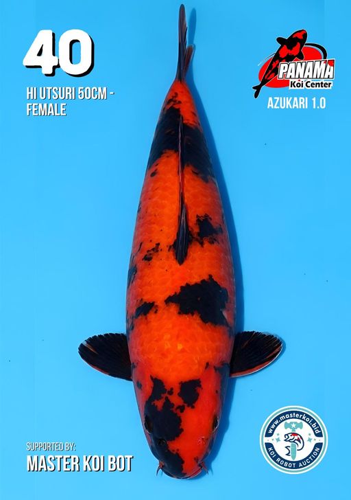 Lelang Koi Online, Jual Beli Ikan Koi, Pusat Jual Beli Koi, Info Lelang Koi Hari Ini, Platform Jual Beli Koi, Jual Beli Ikan Koi Online, Marketplace Ikan Koi, Jual Koi Terbaik, Tempat Beli Koi Berkualitas, Pasar Ikan Koi Online Terpercaya, Penjual Ikan Koi Terpercaya, Beli Koi Hias Online, Ikan Koi untuk Dijual, Koi Kualitas Terbaik, Toko Online Ikan Koi, Koi Hias Untuk Dijual, Jual Beli Ikan Koi Lokal, Koi Indonesia Online, Pusat Jual Beli Koi Terbesar