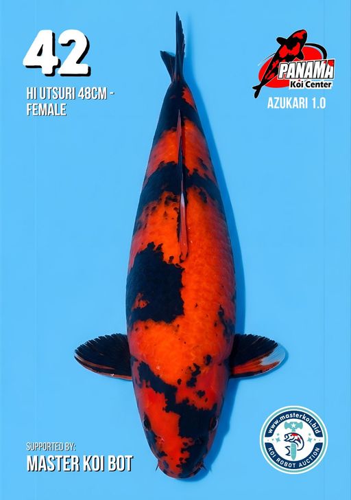 Lelang Koi Online, Jual Beli Ikan Koi, Pusat Jual Beli Koi, Info Lelang Koi Hari Ini, Platform Jual Beli Koi, Jual Beli Ikan Koi Online, Marketplace Ikan Koi, Jual Koi Terbaik, Tempat Beli Koi Berkualitas, Pasar Ikan Koi Online Terpercaya, Penjual Ikan Koi Terpercaya, Beli Koi Hias Online, Ikan Koi untuk Dijual, Koi Kualitas Terbaik, Toko Online Ikan Koi, Koi Hias Untuk Dijual, Jual Beli Ikan Koi Lokal, Koi Indonesia Online, Pusat Jual Beli Koi Terbesar