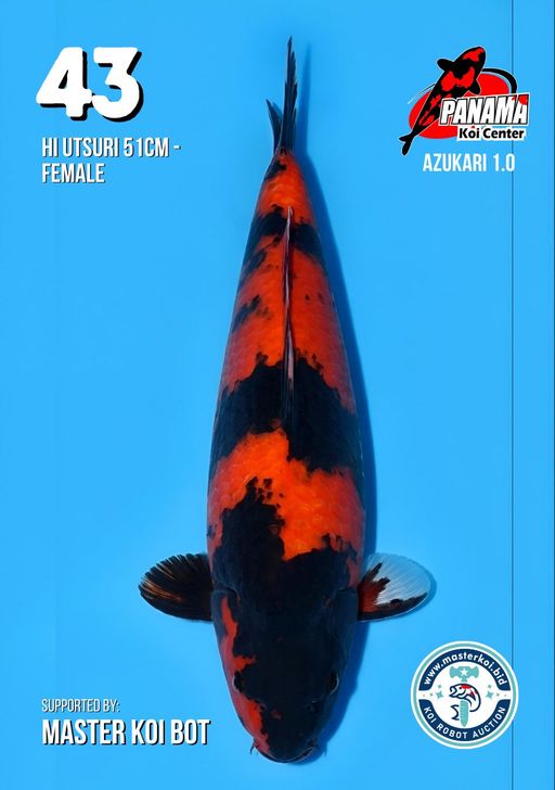 Lelang Koi Online, Jual Beli Ikan Koi, Pusat Jual Beli Koi, Info Lelang Koi Hari Ini, Platform Jual Beli Koi, Jual Beli Ikan Koi Online, Marketplace Ikan Koi, Jual Koi Terbaik, Tempat Beli Koi Berkualitas, Pasar Ikan Koi Online Terpercaya, Penjual Ikan Koi Terpercaya, Beli Koi Hias Online, Ikan Koi untuk Dijual, Koi Kualitas Terbaik, Toko Online Ikan Koi, Koi Hias Untuk Dijual, Jual Beli Ikan Koi Lokal, Koi Indonesia Online, Pusat Jual Beli Koi Terbesar