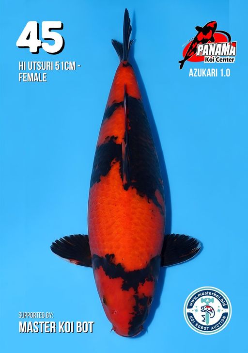 Lelang Koi Online, Jual Beli Ikan Koi, Pusat Jual Beli Koi, Info Lelang Koi Hari Ini, Platform Jual Beli Koi, Jual Beli Ikan Koi Online, Marketplace Ikan Koi, Jual Koi Terbaik, Tempat Beli Koi Berkualitas, Pasar Ikan Koi Online Terpercaya, Penjual Ikan Koi Terpercaya, Beli Koi Hias Online, Ikan Koi untuk Dijual, Koi Kualitas Terbaik, Toko Online Ikan Koi, Koi Hias Untuk Dijual, Jual Beli Ikan Koi Lokal, Koi Indonesia Online, Pusat Jual Beli Koi Terbesar
