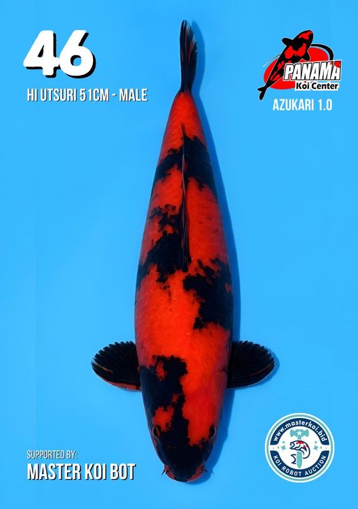 Lelang Koi Online, Jual Beli Ikan Koi, Pusat Jual Beli Koi, Info Lelang Koi Hari Ini, Platform Jual Beli Koi, Jual Beli Ikan Koi Online, Marketplace Ikan Koi, Jual Koi Terbaik, Tempat Beli Koi Berkualitas, Pasar Ikan Koi Online Terpercaya, Penjual Ikan Koi Terpercaya, Beli Koi Hias Online, Ikan Koi untuk Dijual, Koi Kualitas Terbaik, Toko Online Ikan Koi, Koi Hias Untuk Dijual, Jual Beli Ikan Koi Lokal, Koi Indonesia Online, Pusat Jual Beli Koi Terbesar