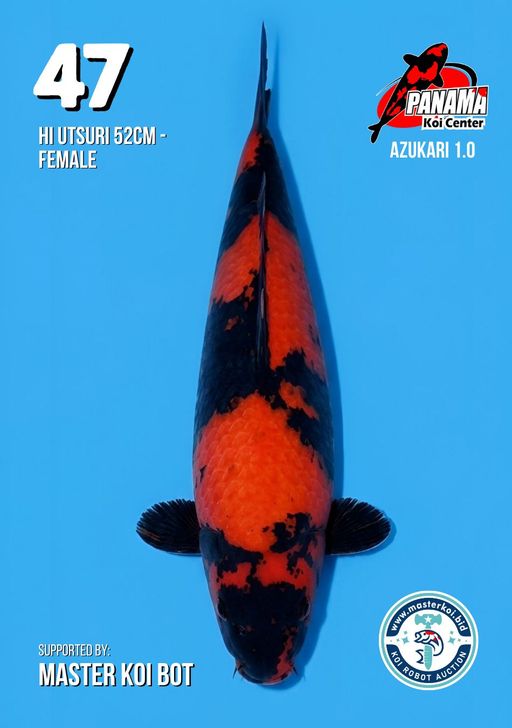 Lelang Koi Online, Jual Beli Ikan Koi, Pusat Jual Beli Koi, Info Lelang Koi Hari Ini, Platform Jual Beli Koi, Jual Beli Ikan Koi Online, Marketplace Ikan Koi, Jual Koi Terbaik, Tempat Beli Koi Berkualitas, Pasar Ikan Koi Online Terpercaya, Penjual Ikan Koi Terpercaya, Beli Koi Hias Online, Ikan Koi untuk Dijual, Koi Kualitas Terbaik, Toko Online Ikan Koi, Koi Hias Untuk Dijual, Jual Beli Ikan Koi Lokal, Koi Indonesia Online, Pusat Jual Beli Koi Terbesar
