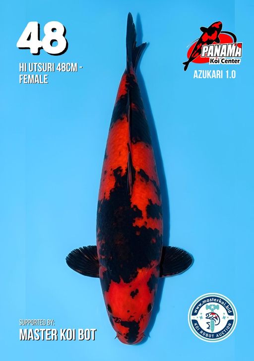 Lelang Koi Online, Jual Beli Ikan Koi, Pusat Jual Beli Koi, Info Lelang Koi Hari Ini, Platform Jual Beli Koi, Jual Beli Ikan Koi Online, Marketplace Ikan Koi, Jual Koi Terbaik, Tempat Beli Koi Berkualitas, Pasar Ikan Koi Online Terpercaya, Penjual Ikan Koi Terpercaya, Beli Koi Hias Online, Ikan Koi untuk Dijual, Koi Kualitas Terbaik, Toko Online Ikan Koi, Koi Hias Untuk Dijual, Jual Beli Ikan Koi Lokal, Koi Indonesia Online, Pusat Jual Beli Koi Terbesar