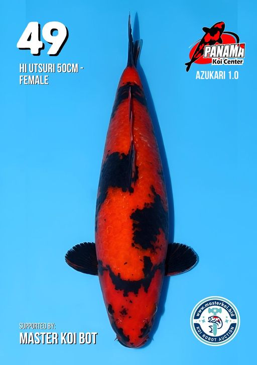 Lelang Koi Online, Jual Beli Ikan Koi, Pusat Jual Beli Koi, Info Lelang Koi Hari Ini, Platform Jual Beli Koi, Jual Beli Ikan Koi Online, Marketplace Ikan Koi, Jual Koi Terbaik, Tempat Beli Koi Berkualitas, Pasar Ikan Koi Online Terpercaya, Penjual Ikan Koi Terpercaya, Beli Koi Hias Online, Ikan Koi untuk Dijual, Koi Kualitas Terbaik, Toko Online Ikan Koi, Koi Hias Untuk Dijual, Jual Beli Ikan Koi Lokal, Koi Indonesia Online, Pusat Jual Beli Koi Terbesar