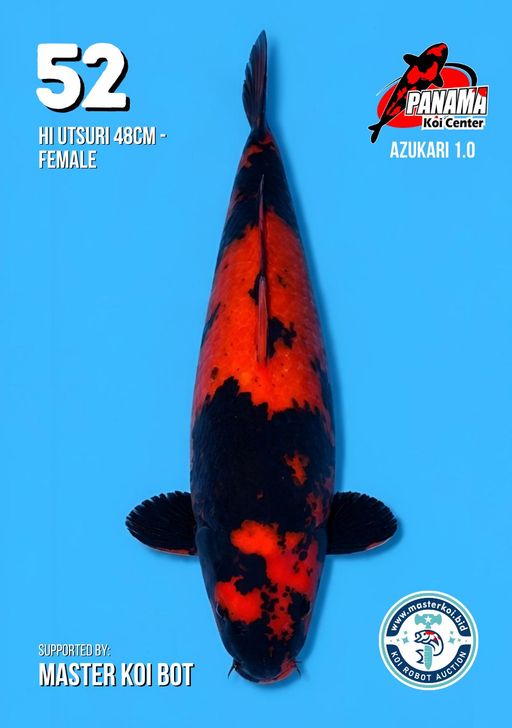 Lelang Koi Online, Jual Beli Ikan Koi, Pusat Jual Beli Koi, Info Lelang Koi Hari Ini, Platform Jual Beli Koi, Jual Beli Ikan Koi Online, Marketplace Ikan Koi, Jual Koi Terbaik, Tempat Beli Koi Berkualitas, Pasar Ikan Koi Online Terpercaya, Penjual Ikan Koi Terpercaya, Beli Koi Hias Online, Ikan Koi untuk Dijual, Koi Kualitas Terbaik, Toko Online Ikan Koi, Koi Hias Untuk Dijual, Jual Beli Ikan Koi Lokal, Koi Indonesia Online, Pusat Jual Beli Koi Terbesar