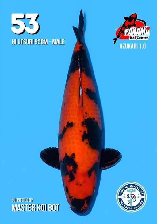 Lelang Koi Online, Jual Beli Ikan Koi, Pusat Jual Beli Koi, Info Lelang Koi Hari Ini, Platform Jual Beli Koi, Jual Beli Ikan Koi Online, Marketplace Ikan Koi, Jual Koi Terbaik, Tempat Beli Koi Berkualitas, Pasar Ikan Koi Online Terpercaya, Penjual Ikan Koi Terpercaya, Beli Koi Hias Online, Ikan Koi untuk Dijual, Koi Kualitas Terbaik, Toko Online Ikan Koi, Koi Hias Untuk Dijual, Jual Beli Ikan Koi Lokal, Koi Indonesia Online, Pusat Jual Beli Koi Terbesar