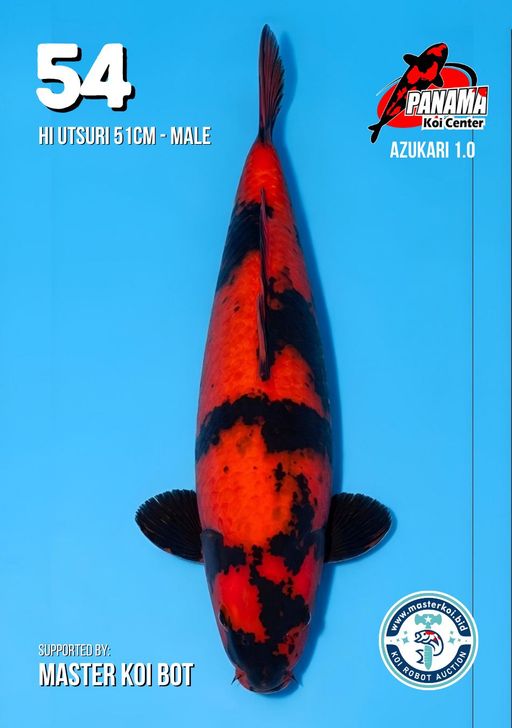 Lelang Koi Online, Jual Beli Ikan Koi, Pusat Jual Beli Koi, Info Lelang Koi Hari Ini, Platform Jual Beli Koi, Jual Beli Ikan Koi Online, Marketplace Ikan Koi, Jual Koi Terbaik, Tempat Beli Koi Berkualitas, Pasar Ikan Koi Online Terpercaya, Penjual Ikan Koi Terpercaya, Beli Koi Hias Online, Ikan Koi untuk Dijual, Koi Kualitas Terbaik, Toko Online Ikan Koi, Koi Hias Untuk Dijual, Jual Beli Ikan Koi Lokal, Koi Indonesia Online, Pusat Jual Beli Koi Terbesar