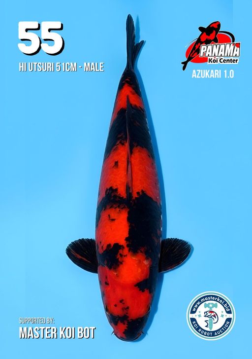 Lelang Koi Online, Jual Beli Ikan Koi, Pusat Jual Beli Koi, Info Lelang Koi Hari Ini, Platform Jual Beli Koi, Jual Beli Ikan Koi Online, Marketplace Ikan Koi, Jual Koi Terbaik, Tempat Beli Koi Berkualitas, Pasar Ikan Koi Online Terpercaya, Penjual Ikan Koi Terpercaya, Beli Koi Hias Online, Ikan Koi untuk Dijual, Koi Kualitas Terbaik, Toko Online Ikan Koi, Koi Hias Untuk Dijual, Jual Beli Ikan Koi Lokal, Koi Indonesia Online, Pusat Jual Beli Koi Terbesar