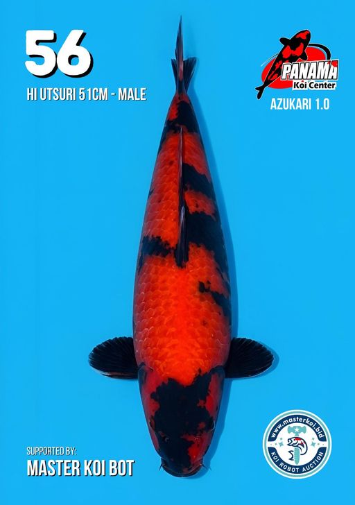 Lelang Koi Online, Jual Beli Ikan Koi, Pusat Jual Beli Koi, Info Lelang Koi Hari Ini, Platform Jual Beli Koi, Jual Beli Ikan Koi Online, Marketplace Ikan Koi, Jual Koi Terbaik, Tempat Beli Koi Berkualitas, Pasar Ikan Koi Online Terpercaya, Penjual Ikan Koi Terpercaya, Beli Koi Hias Online, Ikan Koi untuk Dijual, Koi Kualitas Terbaik, Toko Online Ikan Koi, Koi Hias Untuk Dijual, Jual Beli Ikan Koi Lokal, Koi Indonesia Online, Pusat Jual Beli Koi Terbesar