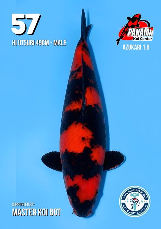 Lelang Koi Online, Jual Beli Ikan Koi, Pusat Jual Beli Koi, Info Lelang Koi Hari Ini, Platform Jual Beli Koi, Jual Beli Ikan Koi Online, Marketplace Ikan Koi, Jual Koi Terbaik, Tempat Beli Koi Berkualitas, Pasar Ikan Koi Online Terpercaya, Penjual Ikan Koi Terpercaya, Beli Koi Hias Online, Ikan Koi untuk Dijual, Koi Kualitas Terbaik, Toko Online Ikan Koi, Koi Hias Untuk Dijual, Jual Beli Ikan Koi Lokal, Koi Indonesia Online, Pusat Jual Beli Koi Terbesar