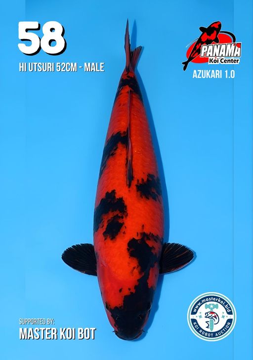 Lelang Koi Online, Jual Beli Ikan Koi, Pusat Jual Beli Koi, Info Lelang Koi Hari Ini, Platform Jual Beli Koi, Jual Beli Ikan Koi Online, Marketplace Ikan Koi, Jual Koi Terbaik, Tempat Beli Koi Berkualitas, Pasar Ikan Koi Online Terpercaya, Penjual Ikan Koi Terpercaya, Beli Koi Hias Online, Ikan Koi untuk Dijual, Koi Kualitas Terbaik, Toko Online Ikan Koi, Koi Hias Untuk Dijual, Jual Beli Ikan Koi Lokal, Koi Indonesia Online, Pusat Jual Beli Koi Terbesar