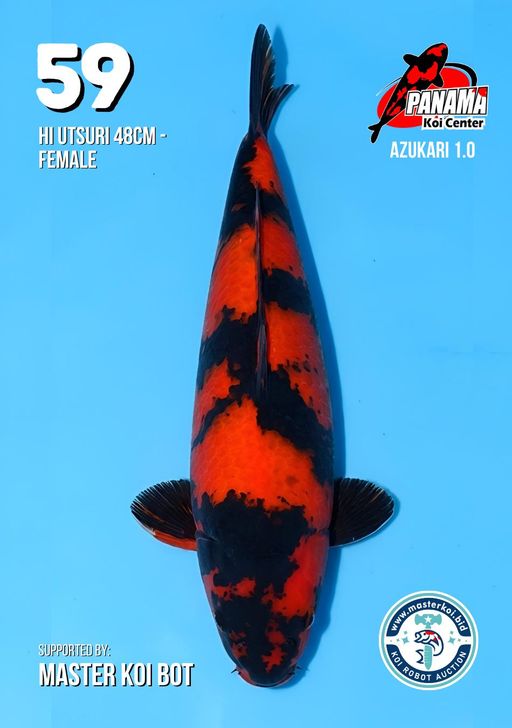 Lelang Koi Online, Jual Beli Ikan Koi, Pusat Jual Beli Koi, Info Lelang Koi Hari Ini, Platform Jual Beli Koi, Jual Beli Ikan Koi Online, Marketplace Ikan Koi, Jual Koi Terbaik, Tempat Beli Koi Berkualitas, Pasar Ikan Koi Online Terpercaya, Penjual Ikan Koi Terpercaya, Beli Koi Hias Online, Ikan Koi untuk Dijual, Koi Kualitas Terbaik, Toko Online Ikan Koi, Koi Hias Untuk Dijual, Jual Beli Ikan Koi Lokal, Koi Indonesia Online, Pusat Jual Beli Koi Terbesar
