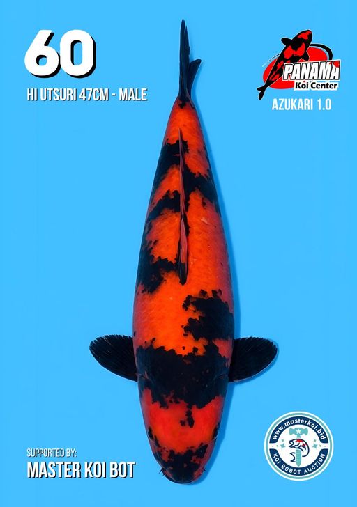 Lelang Koi Online, Jual Beli Ikan Koi, Pusat Jual Beli Koi, Info Lelang Koi Hari Ini, Platform Jual Beli Koi, Jual Beli Ikan Koi Online, Marketplace Ikan Koi, Jual Koi Terbaik, Tempat Beli Koi Berkualitas, Pasar Ikan Koi Online Terpercaya, Penjual Ikan Koi Terpercaya, Beli Koi Hias Online, Ikan Koi untuk Dijual, Koi Kualitas Terbaik, Toko Online Ikan Koi, Koi Hias Untuk Dijual, Jual Beli Ikan Koi Lokal, Koi Indonesia Online, Pusat Jual Beli Koi Terbesar
