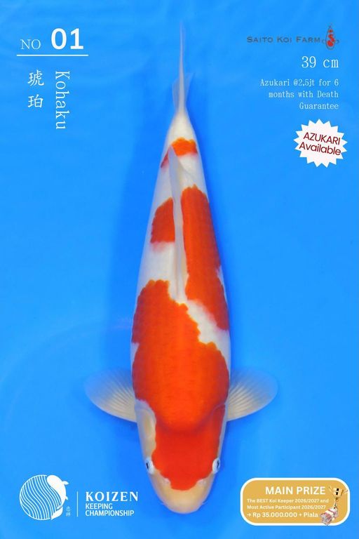 Lelang Koi Online, Jual Beli Ikan Koi, Pusat Jual Beli Koi, Info Lelang Koi Hari Ini, Platform Jual Beli Koi, Jual Beli Ikan Koi Online, Marketplace Ikan Koi, Jual Koi Terbaik, Tempat Beli Koi Berkualitas, Pasar Ikan Koi Online Terpercaya, Penjual Ikan Koi Terpercaya, Beli Koi Hias Online, Ikan Koi untuk Dijual, Koi Kualitas Terbaik, Toko Online Ikan Koi, Koi Hias Untuk Dijual, Jual Beli Ikan Koi Lokal, Koi Indonesia Online, Pusat Jual Beli Koi Terbesar