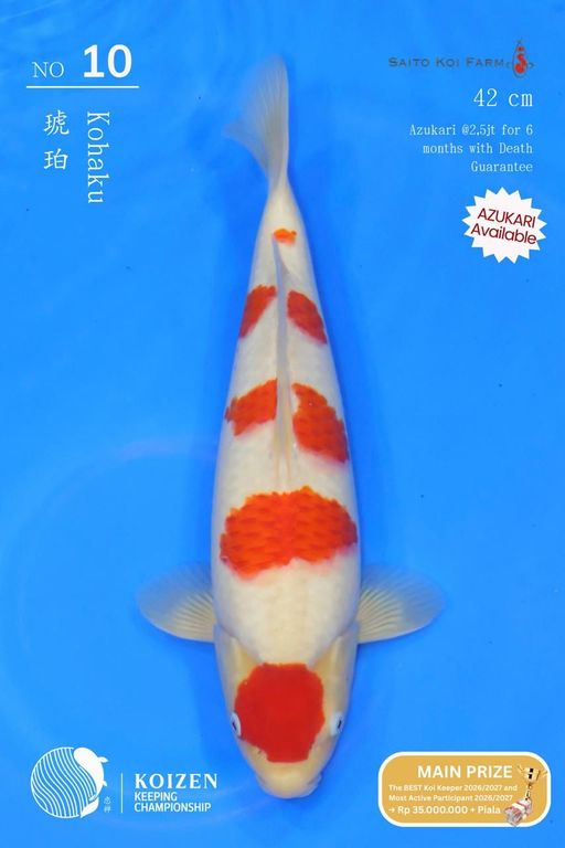 Lelang Koi Online, Jual Beli Ikan Koi, Pusat Jual Beli Koi, Info Lelang Koi Hari Ini, Platform Jual Beli Koi, Jual Beli Ikan Koi Online, Marketplace Ikan Koi, Jual Koi Terbaik, Tempat Beli Koi Berkualitas, Pasar Ikan Koi Online Terpercaya, Penjual Ikan Koi Terpercaya, Beli Koi Hias Online, Ikan Koi untuk Dijual, Koi Kualitas Terbaik, Toko Online Ikan Koi, Koi Hias Untuk Dijual, Jual Beli Ikan Koi Lokal, Koi Indonesia Online, Pusat Jual Beli Koi Terbesar
