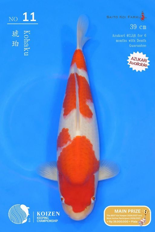 Lelang Koi Online, Jual Beli Ikan Koi, Pusat Jual Beli Koi, Info Lelang Koi Hari Ini, Platform Jual Beli Koi, Jual Beli Ikan Koi Online, Marketplace Ikan Koi, Jual Koi Terbaik, Tempat Beli Koi Berkualitas, Pasar Ikan Koi Online Terpercaya, Penjual Ikan Koi Terpercaya, Beli Koi Hias Online, Ikan Koi untuk Dijual, Koi Kualitas Terbaik, Toko Online Ikan Koi, Koi Hias Untuk Dijual, Jual Beli Ikan Koi Lokal, Koi Indonesia Online, Pusat Jual Beli Koi Terbesar
