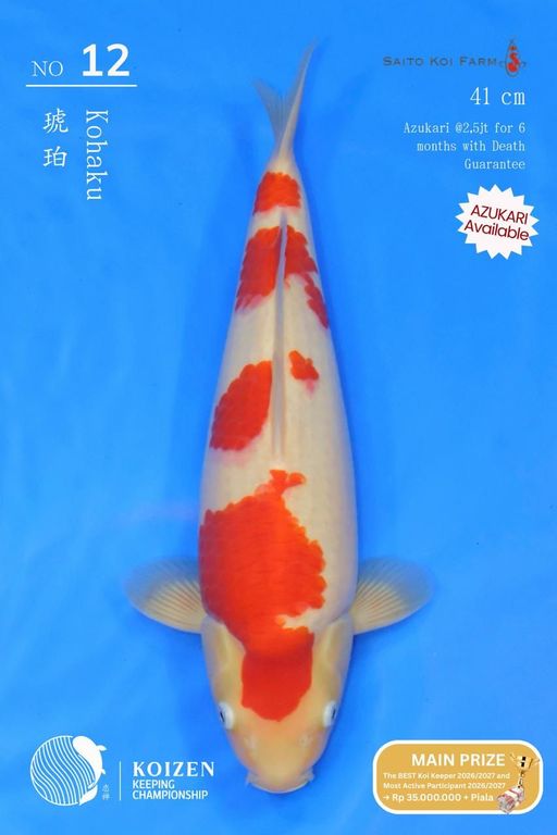 Lelang Koi Online, Jual Beli Ikan Koi, Pusat Jual Beli Koi, Info Lelang Koi Hari Ini, Platform Jual Beli Koi, Jual Beli Ikan Koi Online, Marketplace Ikan Koi, Jual Koi Terbaik, Tempat Beli Koi Berkualitas, Pasar Ikan Koi Online Terpercaya, Penjual Ikan Koi Terpercaya, Beli Koi Hias Online, Ikan Koi untuk Dijual, Koi Kualitas Terbaik, Toko Online Ikan Koi, Koi Hias Untuk Dijual, Jual Beli Ikan Koi Lokal, Koi Indonesia Online, Pusat Jual Beli Koi Terbesar