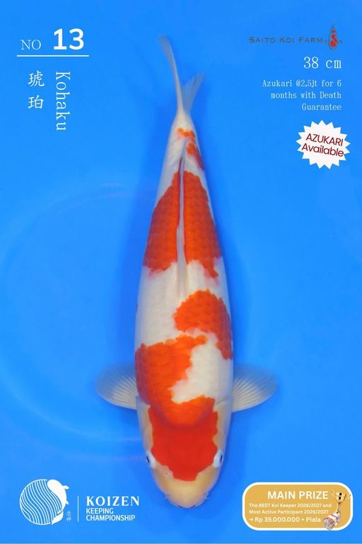 Lelang Koi Online, Jual Beli Ikan Koi, Pusat Jual Beli Koi, Info Lelang Koi Hari Ini, Platform Jual Beli Koi, Jual Beli Ikan Koi Online, Marketplace Ikan Koi, Jual Koi Terbaik, Tempat Beli Koi Berkualitas, Pasar Ikan Koi Online Terpercaya, Penjual Ikan Koi Terpercaya, Beli Koi Hias Online, Ikan Koi untuk Dijual, Koi Kualitas Terbaik, Toko Online Ikan Koi, Koi Hias Untuk Dijual, Jual Beli Ikan Koi Lokal, Koi Indonesia Online, Pusat Jual Beli Koi Terbesar