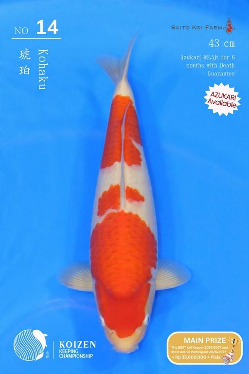 Lelang Koi Online, Jual Beli Ikan Koi, Pusat Jual Beli Koi, Info Lelang Koi Hari Ini, Platform Jual Beli Koi, Jual Beli Ikan Koi Online, Marketplace Ikan Koi, Jual Koi Terbaik, Tempat Beli Koi Berkualitas, Pasar Ikan Koi Online Terpercaya, Penjual Ikan Koi Terpercaya, Beli Koi Hias Online, Ikan Koi untuk Dijual, Koi Kualitas Terbaik, Toko Online Ikan Koi, Koi Hias Untuk Dijual, Jual Beli Ikan Koi Lokal, Koi Indonesia Online, Pusat Jual Beli Koi Terbesar