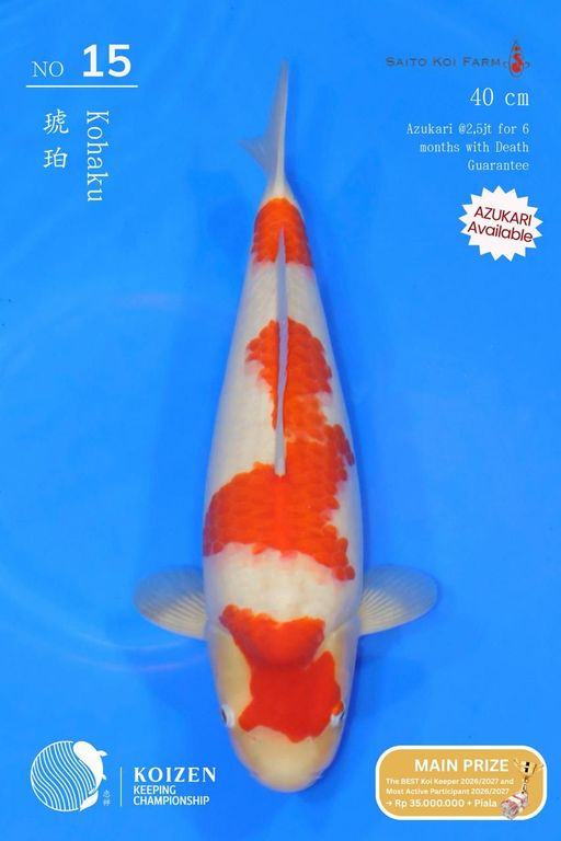 Lelang Koi Online, Jual Beli Ikan Koi, Pusat Jual Beli Koi, Info Lelang Koi Hari Ini, Platform Jual Beli Koi, Jual Beli Ikan Koi Online, Marketplace Ikan Koi, Jual Koi Terbaik, Tempat Beli Koi Berkualitas, Pasar Ikan Koi Online Terpercaya, Penjual Ikan Koi Terpercaya, Beli Koi Hias Online, Ikan Koi untuk Dijual, Koi Kualitas Terbaik, Toko Online Ikan Koi, Koi Hias Untuk Dijual, Jual Beli Ikan Koi Lokal, Koi Indonesia Online, Pusat Jual Beli Koi Terbesar