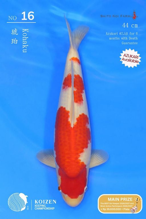 Lelang Koi Online, Jual Beli Ikan Koi, Pusat Jual Beli Koi, Info Lelang Koi Hari Ini, Platform Jual Beli Koi, Jual Beli Ikan Koi Online, Marketplace Ikan Koi, Jual Koi Terbaik, Tempat Beli Koi Berkualitas, Pasar Ikan Koi Online Terpercaya, Penjual Ikan Koi Terpercaya, Beli Koi Hias Online, Ikan Koi untuk Dijual, Koi Kualitas Terbaik, Toko Online Ikan Koi, Koi Hias Untuk Dijual, Jual Beli Ikan Koi Lokal, Koi Indonesia Online, Pusat Jual Beli Koi Terbesar