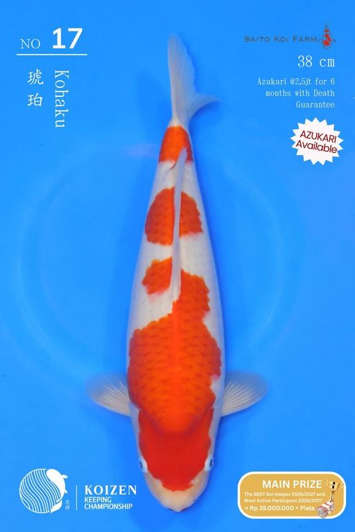 Lelang Koi Online, Jual Beli Ikan Koi, Pusat Jual Beli Koi, Info Lelang Koi Hari Ini, Platform Jual Beli Koi, Jual Beli Ikan Koi Online, Marketplace Ikan Koi, Jual Koi Terbaik, Tempat Beli Koi Berkualitas, Pasar Ikan Koi Online Terpercaya, Penjual Ikan Koi Terpercaya, Beli Koi Hias Online, Ikan Koi untuk Dijual, Koi Kualitas Terbaik, Toko Online Ikan Koi, Koi Hias Untuk Dijual, Jual Beli Ikan Koi Lokal, Koi Indonesia Online, Pusat Jual Beli Koi Terbesar