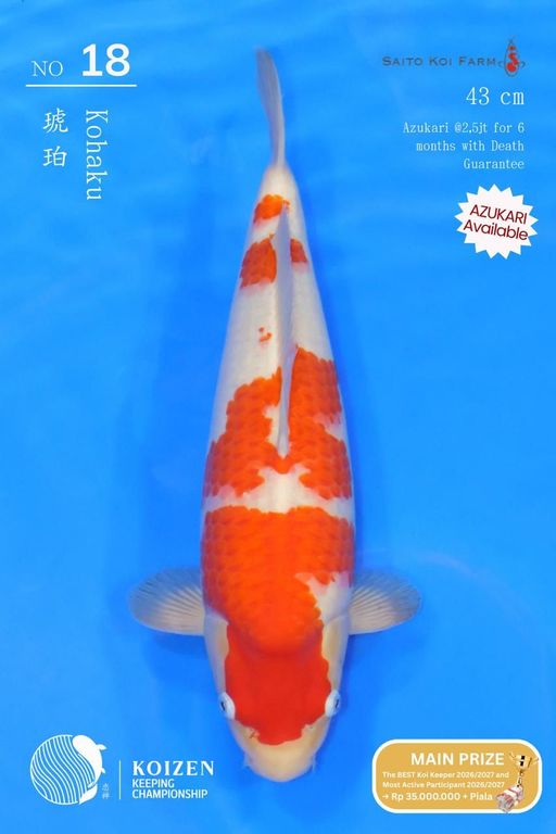 Lelang Koi Online, Jual Beli Ikan Koi, Pusat Jual Beli Koi, Info Lelang Koi Hari Ini, Platform Jual Beli Koi, Jual Beli Ikan Koi Online, Marketplace Ikan Koi, Jual Koi Terbaik, Tempat Beli Koi Berkualitas, Pasar Ikan Koi Online Terpercaya, Penjual Ikan Koi Terpercaya, Beli Koi Hias Online, Ikan Koi untuk Dijual, Koi Kualitas Terbaik, Toko Online Ikan Koi, Koi Hias Untuk Dijual, Jual Beli Ikan Koi Lokal, Koi Indonesia Online, Pusat Jual Beli Koi Terbesar