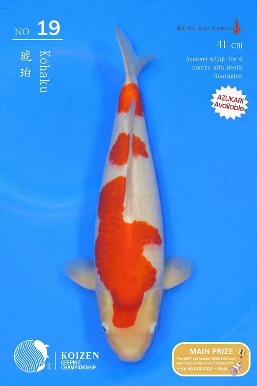Lelang Koi Online, Jual Beli Ikan Koi, Pusat Jual Beli Koi, Info Lelang Koi Hari Ini, Platform Jual Beli Koi, Jual Beli Ikan Koi Online, Marketplace Ikan Koi, Jual Koi Terbaik, Tempat Beli Koi Berkualitas, Pasar Ikan Koi Online Terpercaya, Penjual Ikan Koi Terpercaya, Beli Koi Hias Online, Ikan Koi untuk Dijual, Koi Kualitas Terbaik, Toko Online Ikan Koi, Koi Hias Untuk Dijual, Jual Beli Ikan Koi Lokal, Koi Indonesia Online, Pusat Jual Beli Koi Terbesar