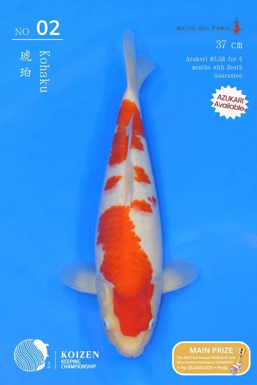 Lelang Koi Online, Jual Beli Ikan Koi, Pusat Jual Beli Koi, Info Lelang Koi Hari Ini, Platform Jual Beli Koi, Jual Beli Ikan Koi Online, Marketplace Ikan Koi, Jual Koi Terbaik, Tempat Beli Koi Berkualitas, Pasar Ikan Koi Online Terpercaya, Penjual Ikan Koi Terpercaya, Beli Koi Hias Online, Ikan Koi untuk Dijual, Koi Kualitas Terbaik, Toko Online Ikan Koi, Koi Hias Untuk Dijual, Jual Beli Ikan Koi Lokal, Koi Indonesia Online, Pusat Jual Beli Koi Terbesar