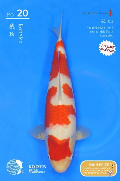Lelang Koi Online, Jual Beli Ikan Koi, Pusat Jual Beli Koi, Info Lelang Koi Hari Ini, Platform Jual Beli Koi, Jual Beli Ikan Koi Online, Marketplace Ikan Koi, Jual Koi Terbaik, Tempat Beli Koi Berkualitas, Pasar Ikan Koi Online Terpercaya, Penjual Ikan Koi Terpercaya, Beli Koi Hias Online, Ikan Koi untuk Dijual, Koi Kualitas Terbaik, Toko Online Ikan Koi, Koi Hias Untuk Dijual, Jual Beli Ikan Koi Lokal, Koi Indonesia Online, Pusat Jual Beli Koi Terbesar