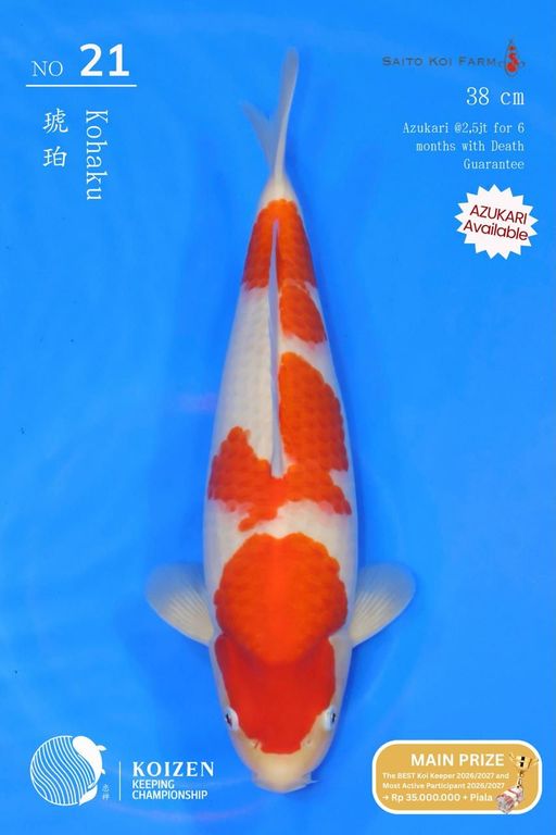 Lelang Koi Online, Jual Beli Ikan Koi, Pusat Jual Beli Koi, Info Lelang Koi Hari Ini, Platform Jual Beli Koi, Jual Beli Ikan Koi Online, Marketplace Ikan Koi, Jual Koi Terbaik, Tempat Beli Koi Berkualitas, Pasar Ikan Koi Online Terpercaya, Penjual Ikan Koi Terpercaya, Beli Koi Hias Online, Ikan Koi untuk Dijual, Koi Kualitas Terbaik, Toko Online Ikan Koi, Koi Hias Untuk Dijual, Jual Beli Ikan Koi Lokal, Koi Indonesia Online, Pusat Jual Beli Koi Terbesar