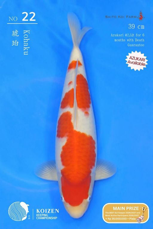 Lelang Koi Online, Jual Beli Ikan Koi, Pusat Jual Beli Koi, Info Lelang Koi Hari Ini, Platform Jual Beli Koi, Jual Beli Ikan Koi Online, Marketplace Ikan Koi, Jual Koi Terbaik, Tempat Beli Koi Berkualitas, Pasar Ikan Koi Online Terpercaya, Penjual Ikan Koi Terpercaya, Beli Koi Hias Online, Ikan Koi untuk Dijual, Koi Kualitas Terbaik, Toko Online Ikan Koi, Koi Hias Untuk Dijual, Jual Beli Ikan Koi Lokal, Koi Indonesia Online, Pusat Jual Beli Koi Terbesar