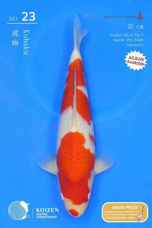 Lelang Koi Online, Jual Beli Ikan Koi, Pusat Jual Beli Koi, Info Lelang Koi Hari Ini, Platform Jual Beli Koi, Jual Beli Ikan Koi Online, Marketplace Ikan Koi, Jual Koi Terbaik, Tempat Beli Koi Berkualitas, Pasar Ikan Koi Online Terpercaya, Penjual Ikan Koi Terpercaya, Beli Koi Hias Online, Ikan Koi untuk Dijual, Koi Kualitas Terbaik, Toko Online Ikan Koi, Koi Hias Untuk Dijual, Jual Beli Ikan Koi Lokal, Koi Indonesia Online, Pusat Jual Beli Koi Terbesar