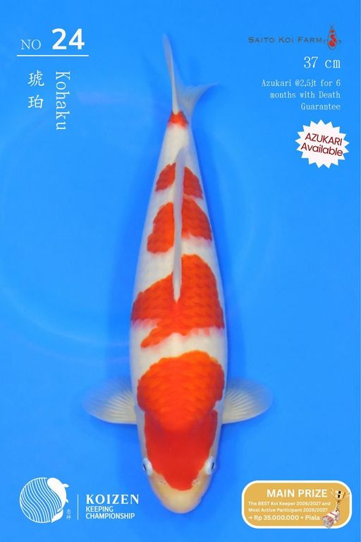 Lelang Koi Online, Jual Beli Ikan Koi, Pusat Jual Beli Koi, Info Lelang Koi Hari Ini, Platform Jual Beli Koi, Jual Beli Ikan Koi Online, Marketplace Ikan Koi, Jual Koi Terbaik, Tempat Beli Koi Berkualitas, Pasar Ikan Koi Online Terpercaya, Penjual Ikan Koi Terpercaya, Beli Koi Hias Online, Ikan Koi untuk Dijual, Koi Kualitas Terbaik, Toko Online Ikan Koi, Koi Hias Untuk Dijual, Jual Beli Ikan Koi Lokal, Koi Indonesia Online, Pusat Jual Beli Koi Terbesar