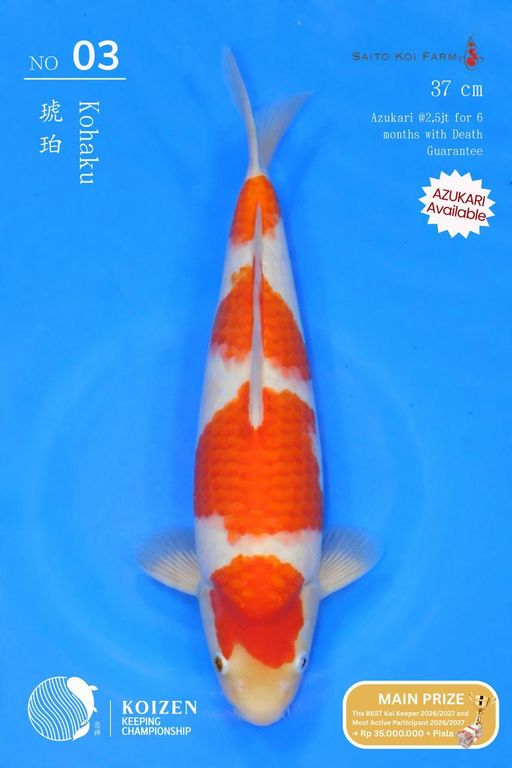 Lelang Koi Online, Jual Beli Ikan Koi, Pusat Jual Beli Koi, Info Lelang Koi Hari Ini, Platform Jual Beli Koi, Jual Beli Ikan Koi Online, Marketplace Ikan Koi, Jual Koi Terbaik, Tempat Beli Koi Berkualitas, Pasar Ikan Koi Online Terpercaya, Penjual Ikan Koi Terpercaya, Beli Koi Hias Online, Ikan Koi untuk Dijual, Koi Kualitas Terbaik, Toko Online Ikan Koi, Koi Hias Untuk Dijual, Jual Beli Ikan Koi Lokal, Koi Indonesia Online, Pusat Jual Beli Koi Terbesar