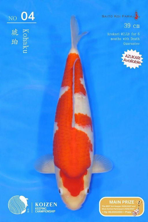 Lelang Koi Online, Jual Beli Ikan Koi, Pusat Jual Beli Koi, Info Lelang Koi Hari Ini, Platform Jual Beli Koi, Jual Beli Ikan Koi Online, Marketplace Ikan Koi, Jual Koi Terbaik, Tempat Beli Koi Berkualitas, Pasar Ikan Koi Online Terpercaya, Penjual Ikan Koi Terpercaya, Beli Koi Hias Online, Ikan Koi untuk Dijual, Koi Kualitas Terbaik, Toko Online Ikan Koi, Koi Hias Untuk Dijual, Jual Beli Ikan Koi Lokal, Koi Indonesia Online, Pusat Jual Beli Koi Terbesar