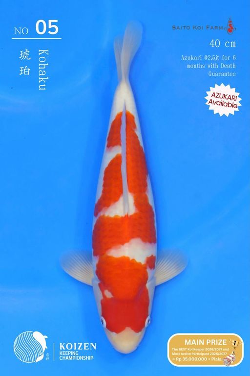 Lelang Koi Online, Jual Beli Ikan Koi, Pusat Jual Beli Koi, Info Lelang Koi Hari Ini, Platform Jual Beli Koi, Jual Beli Ikan Koi Online, Marketplace Ikan Koi, Jual Koi Terbaik, Tempat Beli Koi Berkualitas, Pasar Ikan Koi Online Terpercaya, Penjual Ikan Koi Terpercaya, Beli Koi Hias Online, Ikan Koi untuk Dijual, Koi Kualitas Terbaik, Toko Online Ikan Koi, Koi Hias Untuk Dijual, Jual Beli Ikan Koi Lokal, Koi Indonesia Online, Pusat Jual Beli Koi Terbesar