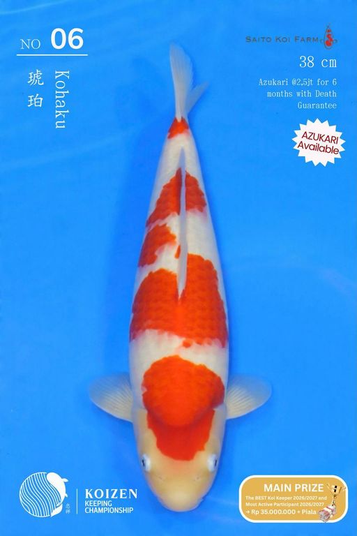 Lelang Koi Online, Jual Beli Ikan Koi, Pusat Jual Beli Koi, Info Lelang Koi Hari Ini, Platform Jual Beli Koi, Jual Beli Ikan Koi Online, Marketplace Ikan Koi, Jual Koi Terbaik, Tempat Beli Koi Berkualitas, Pasar Ikan Koi Online Terpercaya, Penjual Ikan Koi Terpercaya, Beli Koi Hias Online, Ikan Koi untuk Dijual, Koi Kualitas Terbaik, Toko Online Ikan Koi, Koi Hias Untuk Dijual, Jual Beli Ikan Koi Lokal, Koi Indonesia Online, Pusat Jual Beli Koi Terbesar